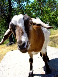 goat closeup